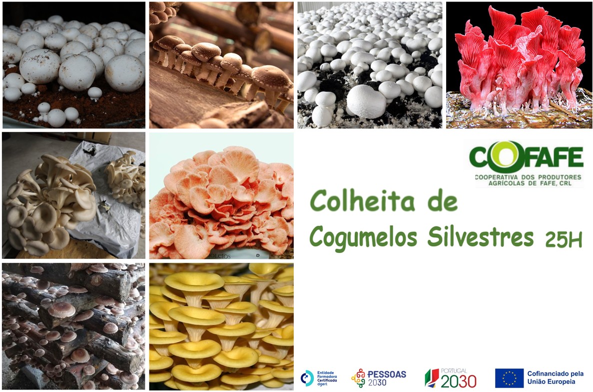 Colheita de cogumelos silvestres