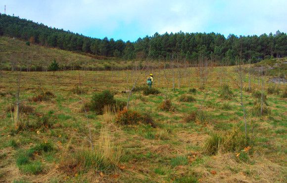Sapadores Florestais