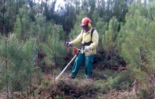 Sapadores Florestais